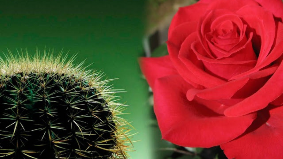 Una rosa y un cactus