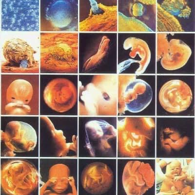 El embrión humano ¿es una persona?